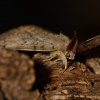 bekyne velkohlava - lamamtria dispar 8843